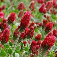 Клевер кроваво-красный, Trifolium incarnatum