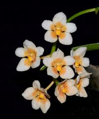 Storczyk Sarcochilus Kulnura High-Madge (2 Sr)