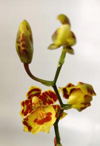 орхидея oncidium cambria 6