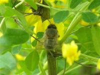 Карагана Сибирская медоносная крупные саженцы