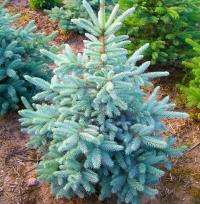 Ель серебряная КАЙБАБ ель колючая серебряная живая рождественская елка чудное хвойное дерево 140 см