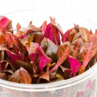 CZERWONA ŻYWA ROŚLINKA DO AKWARIUM PALUDARIUM NA KAŻDY PLAN