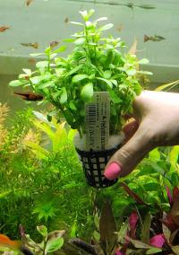 Аквариумное растение Hedyotis Salzmanii красивое