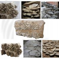 Вешенка устричная БАЛОТ субстрат для домашнего выращивания