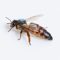 Пчелиные матери 2025 Krainka Sklenar G10-без семян / доступно на складе!