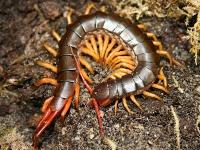 Scolopendra subspinipes SpidersForge)