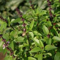 Вербена базилик тайский 0,5 г 5902367472993