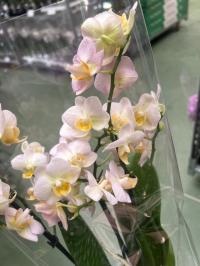 Орхидея живая JMP 40см2пути вы pin мелкие цветы со скидкой в оптовой продаже