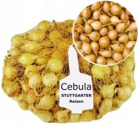Cebula dymka Stuttgarter 500g do sadzenia