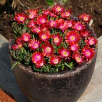 КОВЕР ЦВЕТОВ Słonecznica многолетнее растение, на скальняк