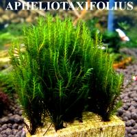 NOWOŚĆ Fissidens Apheliotaxifolius 10 gałązek