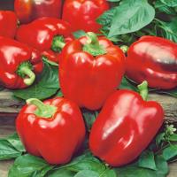 California Wonder красный перец очень сладкий перец семена овощей