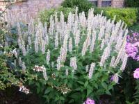 КОЛОСНИК АНИСОВЫЙ ALABASTER AGASTACHE RUGOSA 50 N
