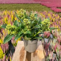 Skimia Japońska Biała Piękna Ozdobna Wieloletnia Sadzonki W Doniczce P11