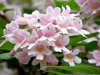 КОЛКВИЦИЯ КИТАЙСКАЯ РОЗОВОЕ ОБЛАКО БОЛЬШОЙ ОБИЛЬНО И ДОЛГО ЦВЕТУЩИЙ КУСТАРНИК!