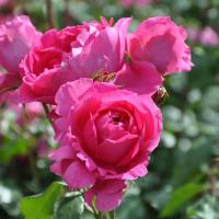 Róża Pnąca | RÓŻOWA