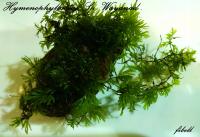 Hymenophyllaceae sp. Wayanad paproć od fibell