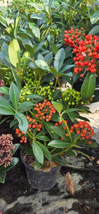 Skimia japońska Redruth skimmia japonica z owocami żeńska