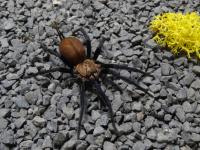 PAJĄK DIPLURIDAE LINOTHELE MEGATHELOIDES 3,5DC SAMICA 