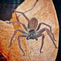 Heteropoda tetrica (SpidersForge)