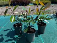 GŁOGOWNIK RED ROBIN SADZONKA W DONICZCE P9 - OGNIŚCIE CZERWONE LIŚCIE!