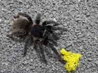 Паук гигантский тарантул LASIODORA PARAHYBANA L4 / 5 