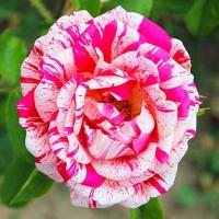 Крупноцветковая Роза полосатая бело-красная 1 шт. рассада роз Розы