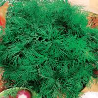 Koper Ogrodowy Krezus Szybki gęsty wzrost idealny do ogórków nasiona kopru