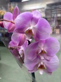 Storczyk żywy JMP 60cm 2 pędy multiflora róż