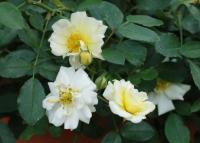 Роза почвопокровная Rosa s. Drift IVORY рассада