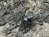 Macrothele sp. ghost l1/2