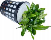 Anubias minima ' бонсай '[корзина]