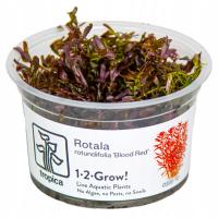 Rotala rotundifolia Blood Red 1-2 Grow Tropica