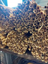 rurki trzcina 17 cm pszczola murarka ogrodowa