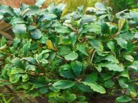 WAVY BUCEPHALANDRA GREEN - разведение подводная