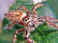 Hyllus walckenaeri samica (SpidersForge)