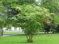 ARALIA JAPOŃSKA - ARALIA ELATA