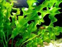 APONOGETON ULVACEUS -Bulwa z listkami - roślina - M/L