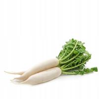 Świeża Rzodkiew biała długa 1szt