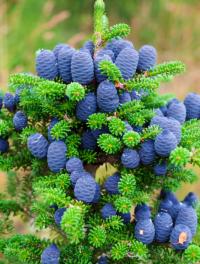 Пихта корейская (abies koreana) C2 20см