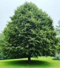 265 Lipa drobnolistna