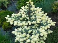 Ель колючая БЕЛОБОКАЯ красивые белые наросты миниатюрная ель рассада