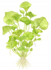 Nymphoides hydrophylla Taiwan (in-vitro) puszka 7cm TROPICA 12GROW