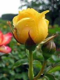 Роза крупноцветковая желтая благородная PA 782