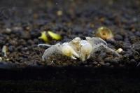 Микро краб (LIMNOPILOS NAIYANETRI) пакет 5 шт