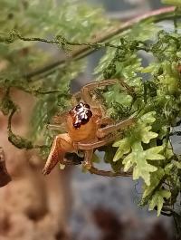SAMICA Skakun Artabrus erythrocephalus (adult/dorosły)  heatpack GRATIS!
