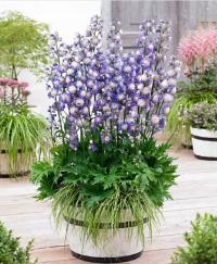 Дельфиниум Болеро саженцы 1,2 л уникальный осенний Садовый многолетник