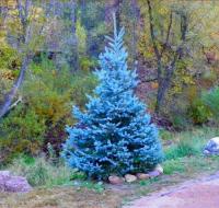 Ель Majestic Blue