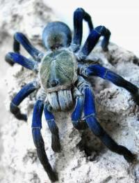 Cyriopagopus lividus (SpidersForge)