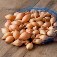 Cebula Dymka Wolska Rozmiar 10-21 0,5 kg stara odporna odmiana